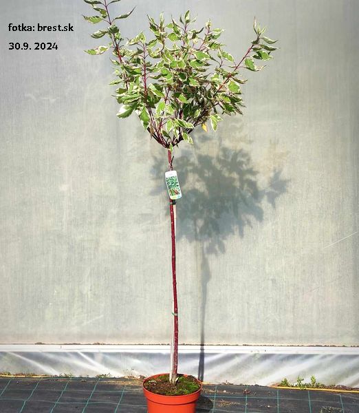 Cornus alba 'Elegantissima' 80cm kmienok